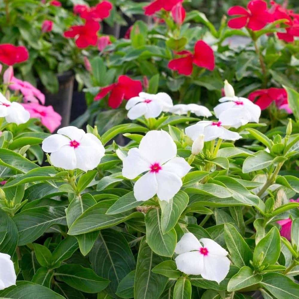 Vinca Vine (Trailing Sadabahar)